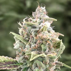 Gratefull Dead Auto (NEW)