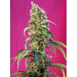 Black Jack CBD (Sweet Seeds)