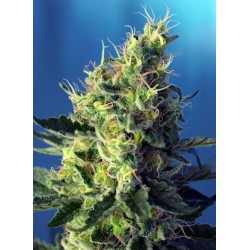 Sweet Pure CBD (Sweet Seeds)