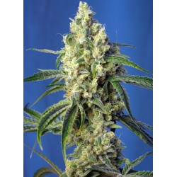 Green Poison CBD (Sweet Seeds)