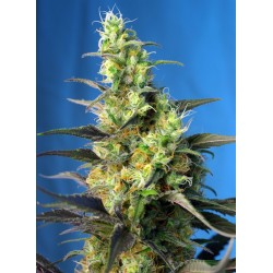 NYC Diesel CBD (Sweet Seeds)