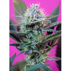+Speed Auto (Sweet Seeds)