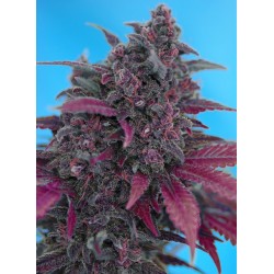 Dark Devil Auto (Sweet Seeds)