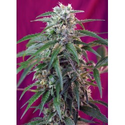 Green Poison Auto (Sweet...