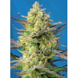 Sweet Cheese XL Auto (Sweet...