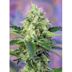 Crystal Candy (Sweet Seeds)