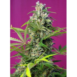 Gorilla Girl (Sweet Seeds)