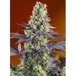 Sweet Zenzation (Sweet Seeds)