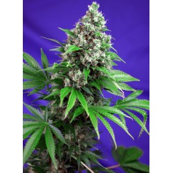 Killer Kush F1 Fast Version...