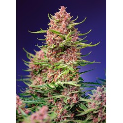 Strawberry Cola Sherbet F1...