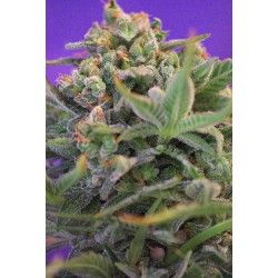 Sweet Cheese F1 Fast...