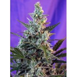 Sweet Skunk  F1 Fast...