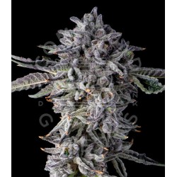 Candy Bezels - Jokerz 31...