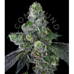 Goofiez² - Jokerz 31 Seed...