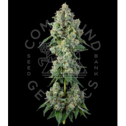 Inside Joke - Jokerz 31...