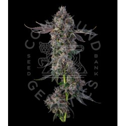 Candy Packz - Jokerz 31...