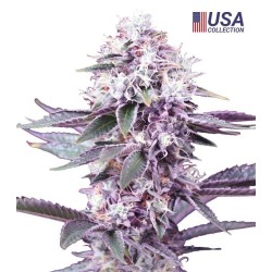 Gealato Kush Feminizada