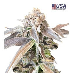 Mimosa Punch Feminizada