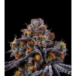 RS11 o Rainbow Sherbert 11...