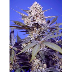 Pineapple Slush XL Auto...