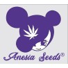 Anesia Seeds